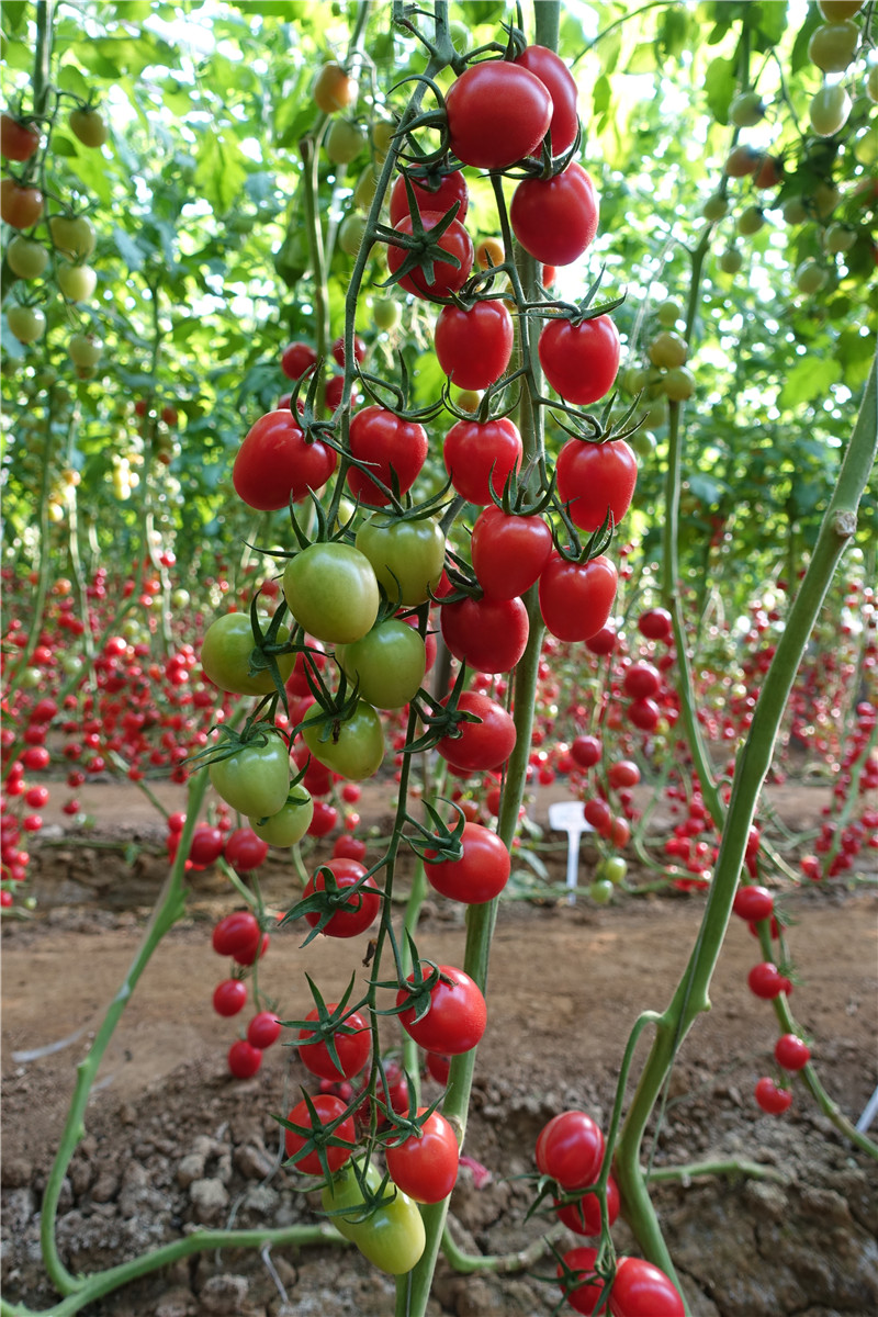 T61-94广西现代立新农业优质西红柿品种