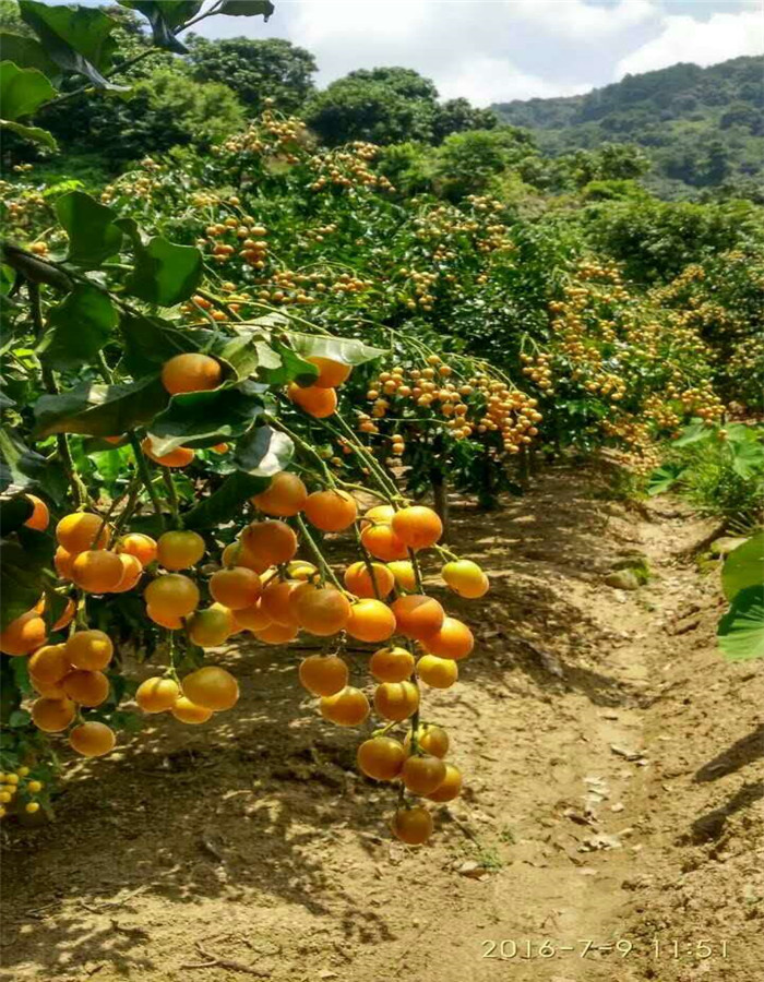 柳州黑黄皮果专供