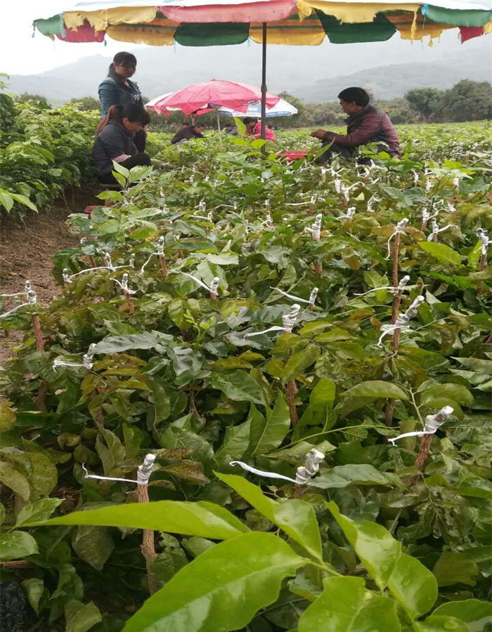 鹤岗广西黑黄皮嫁接