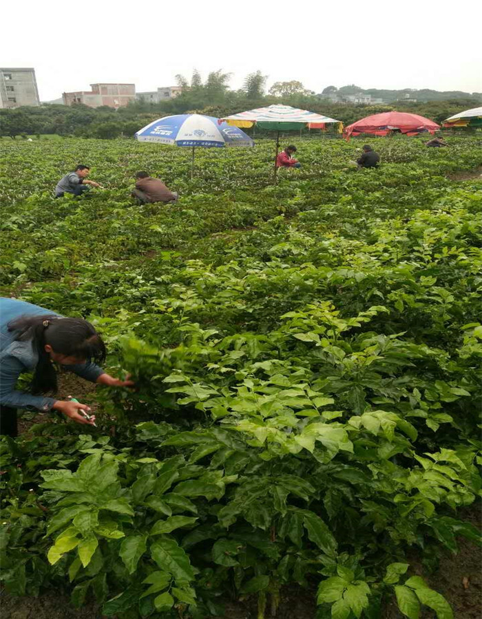 雷州黑黄皮嫁接苗