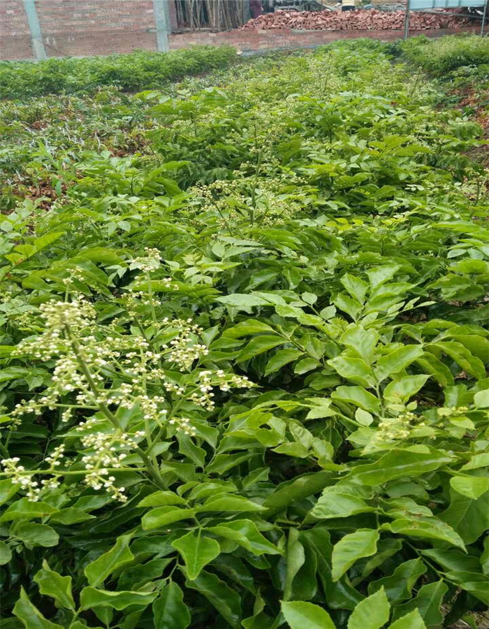 鹤岗黑黄皮嫁接苗供应