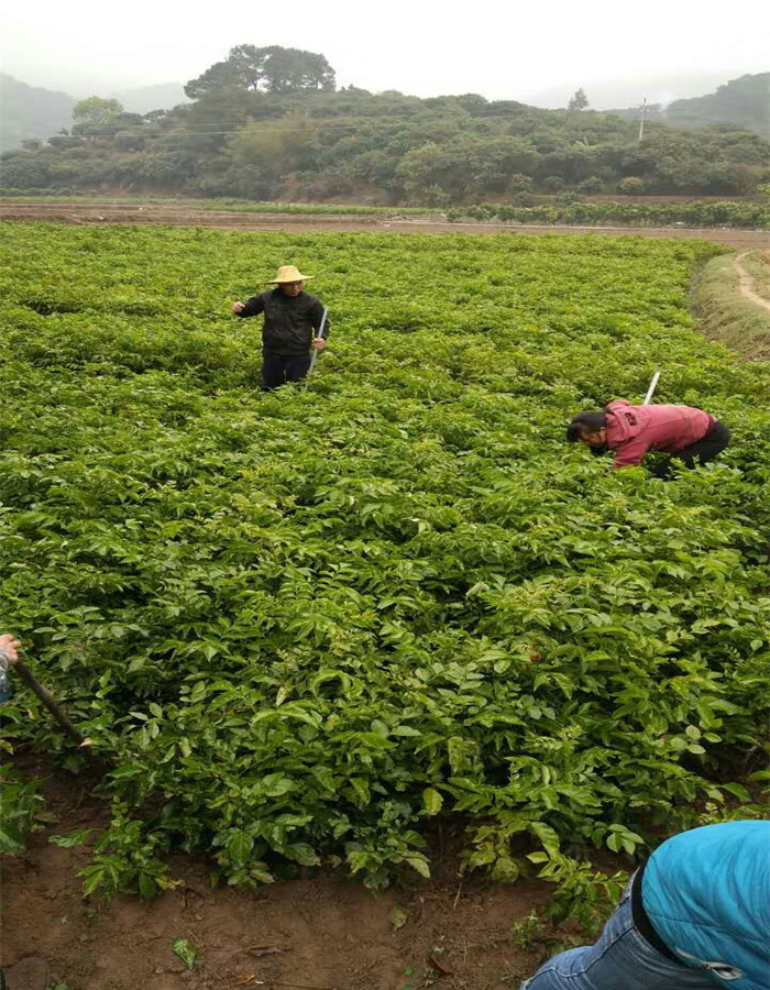 钦州黑黄皮嫁接苗批发