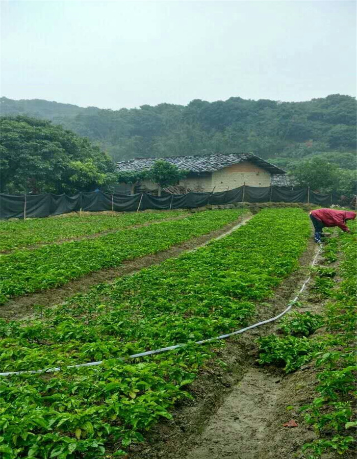 通州野生黄皮幼苗