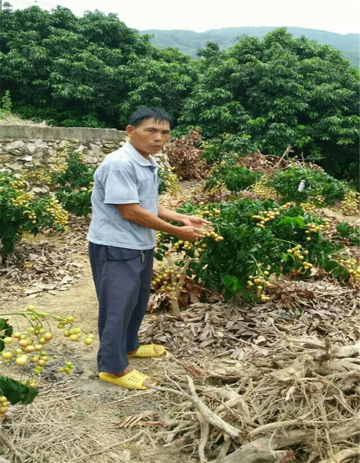 威海广西黑黄皮试果