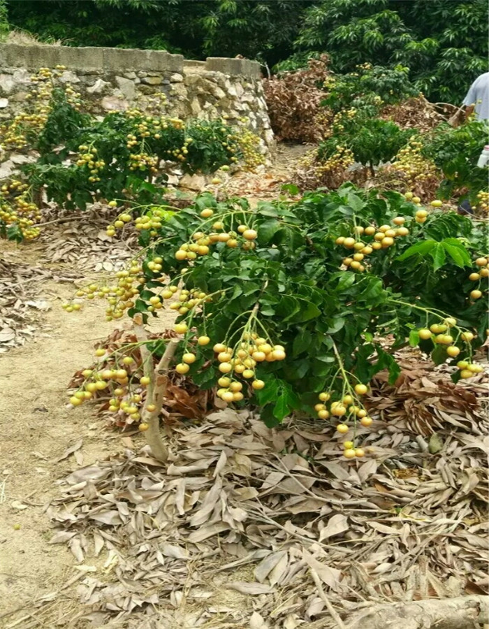 双鸭山浦北黑黄皮试果