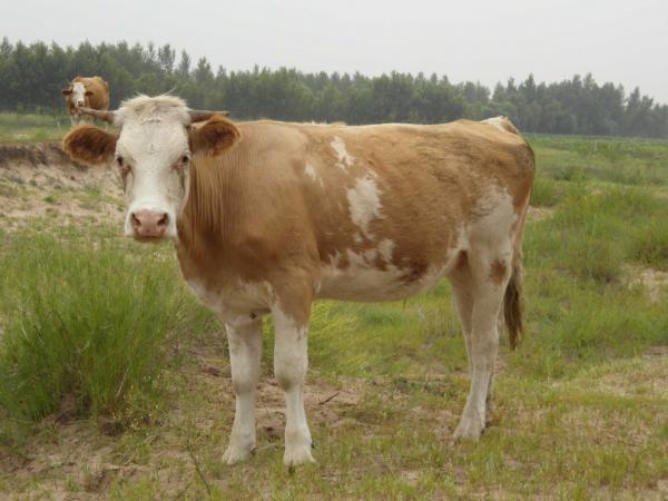 马山肉牛养殖基地