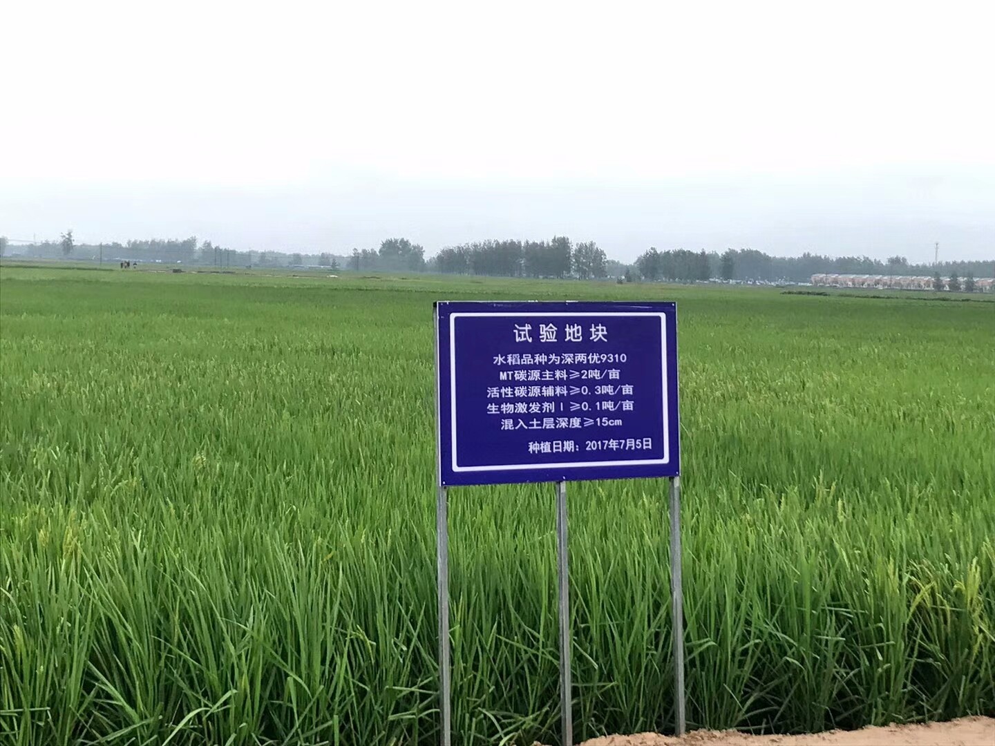 水稻实验地块