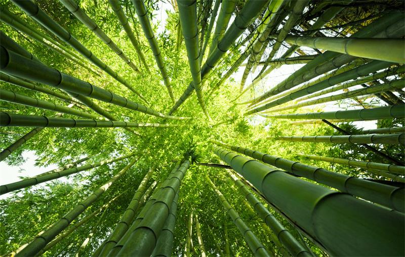 上海竹子代表什么,它的象征意义是什么?