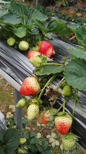 银湖农庄草莓1.jpg