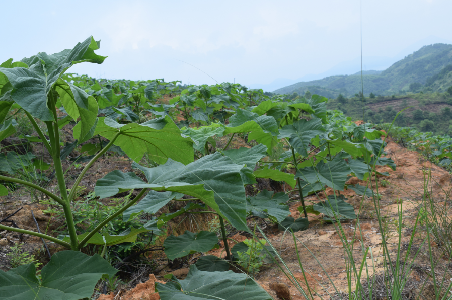 广西灵山绿桐基地