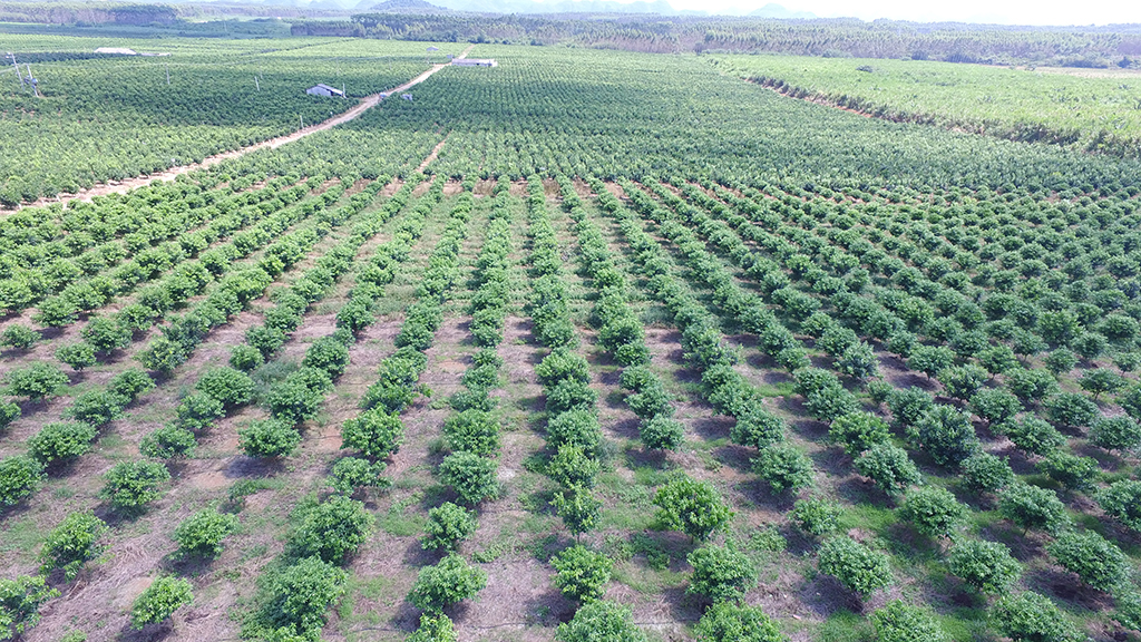 農墾明陽分場柑橘基地智能水肥一體化滴灌安裝工程