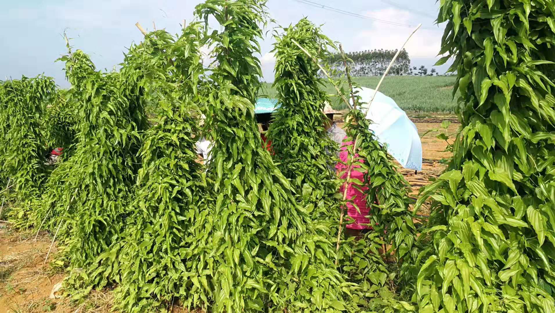 百部种植