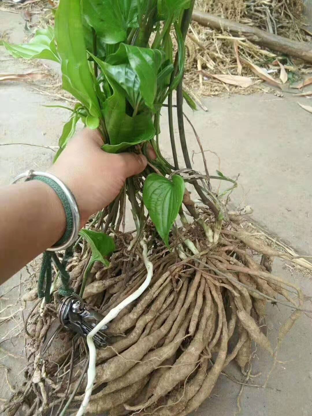 种植半年的百部生长情况