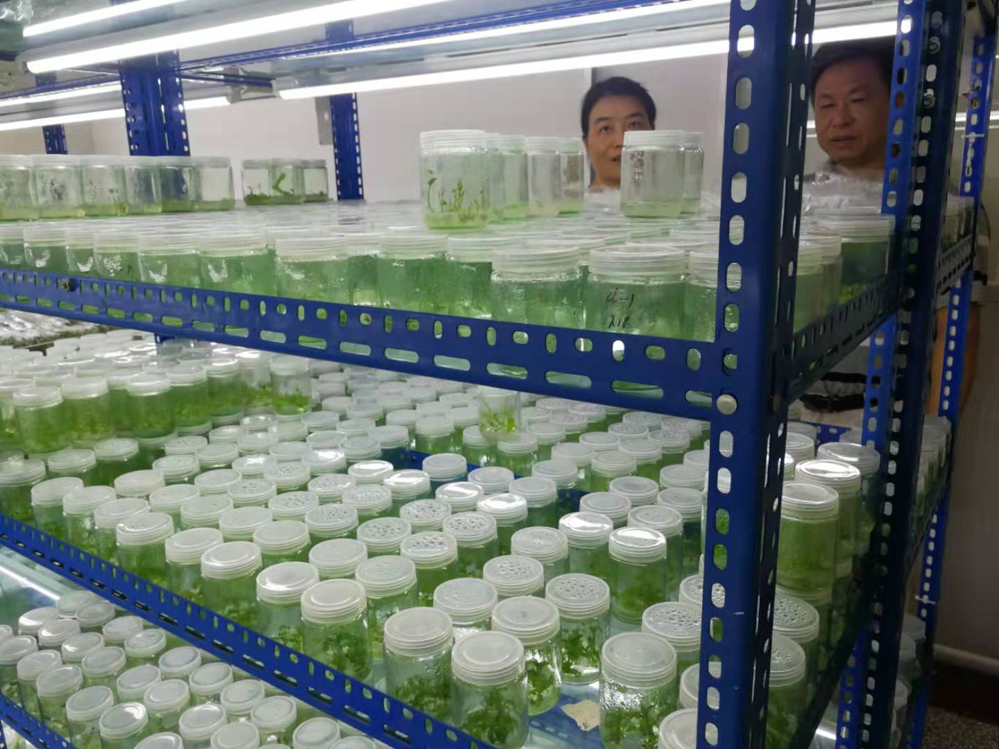 组培苗工厂