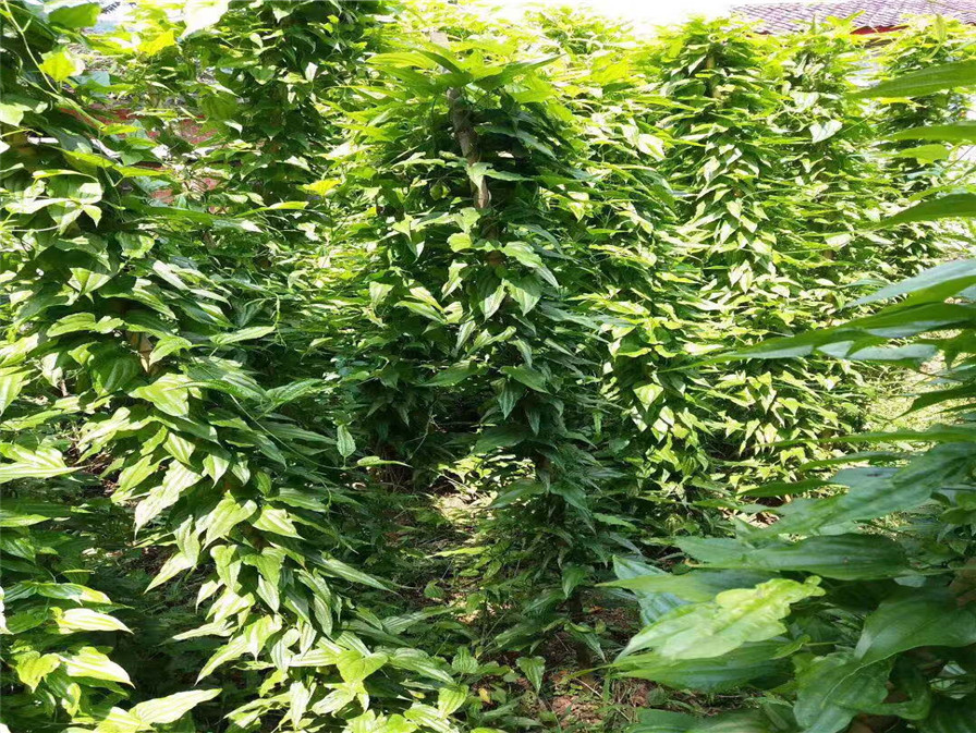 百部种植