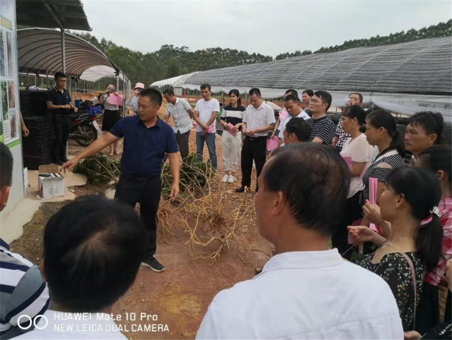 东兰县扶贫办带领群众到我基地考察中药材种植情况.jpg