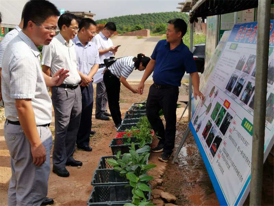 市委秘书长到我育苗基地考察调研.jpg