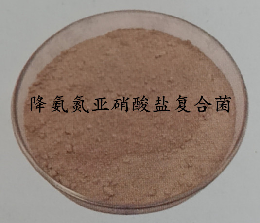 降氨氮亚硝酸盐复合菌