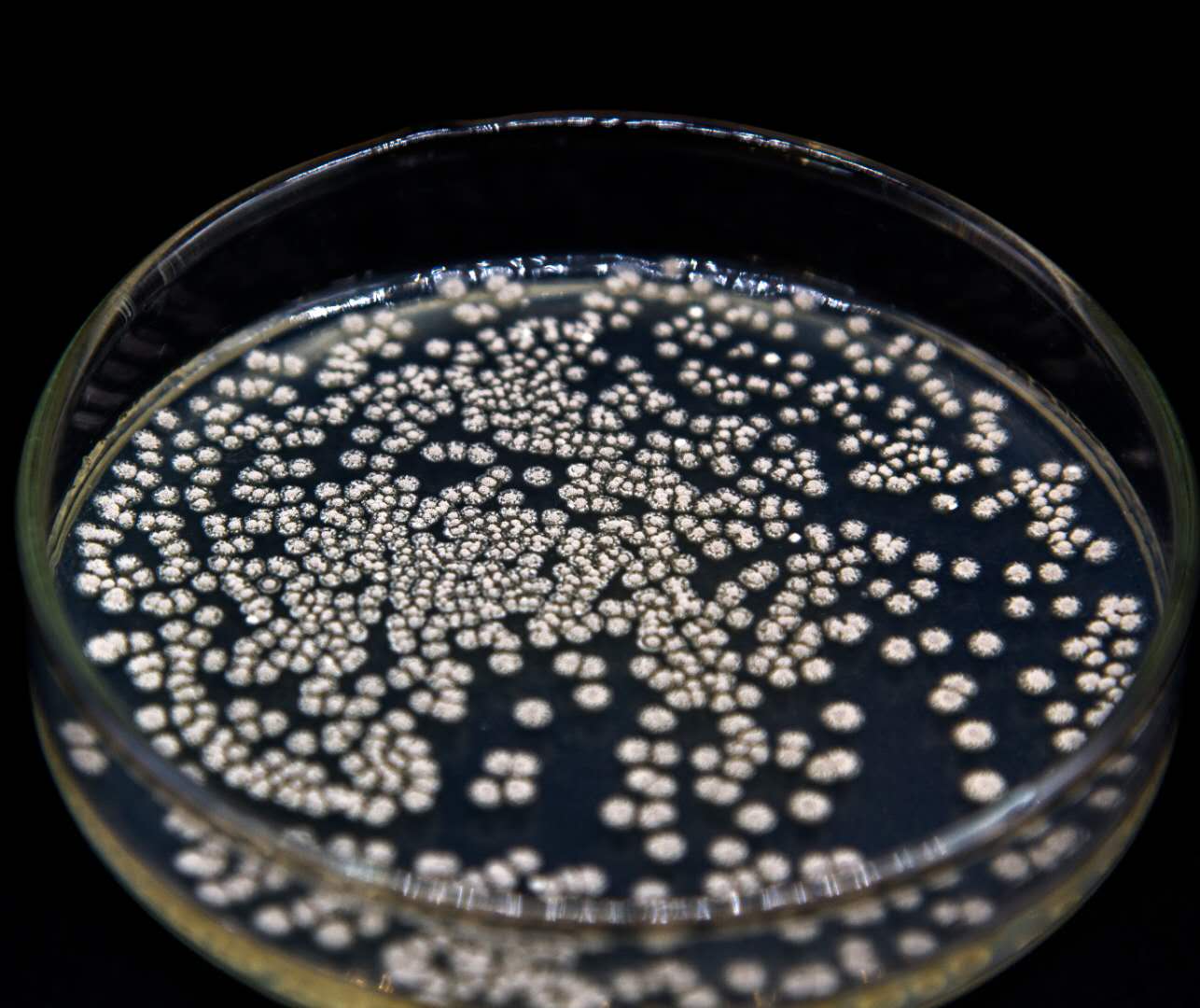 5406放线菌 又名：细黄链霉菌